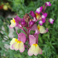 Linaria- Fairy Bouquet Mixed