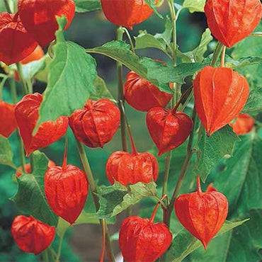 Chinese Lantern