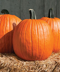 Champion – Pumpkin Seed