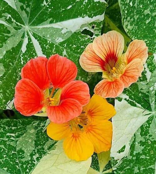 Nasturtium- Alaska Mixed