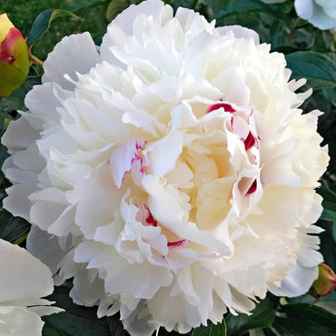 Festiva Maxima Peony