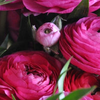 Ranunculus- Elegance Hot Pink 95-08