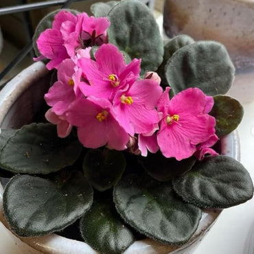Organic Pink African Violet Flower Seeds for Planting – Heirloom, Non-GMO