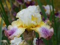 Sunrise Splendor Bearded Iris