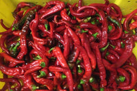 Red Rocket – Organic Cayenne Pepper Seed