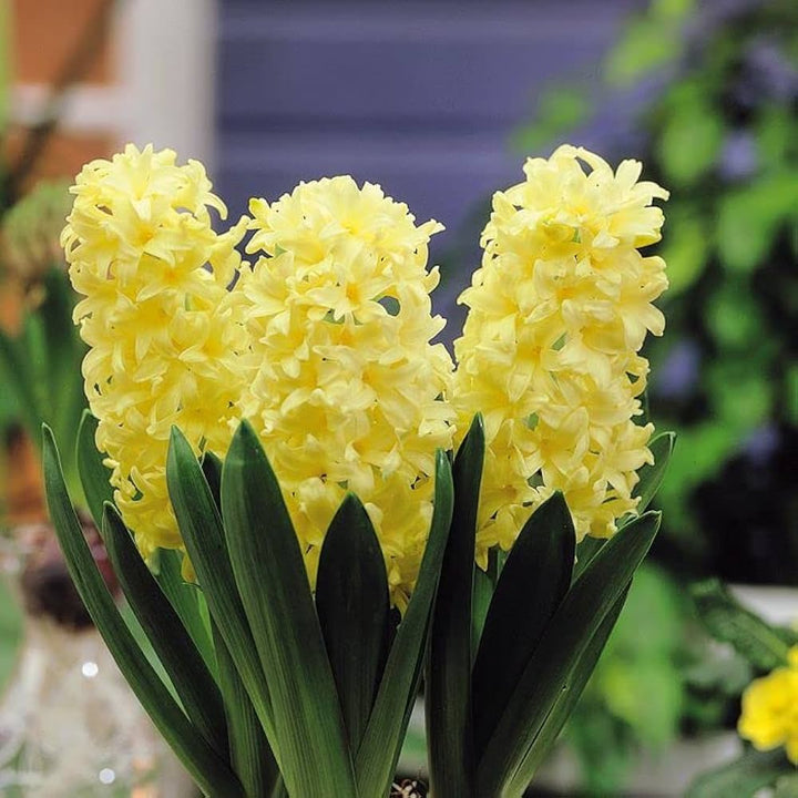 Yellow Hyacinthus Orientalis Flower Seeds for Planting NON GMO Seeds