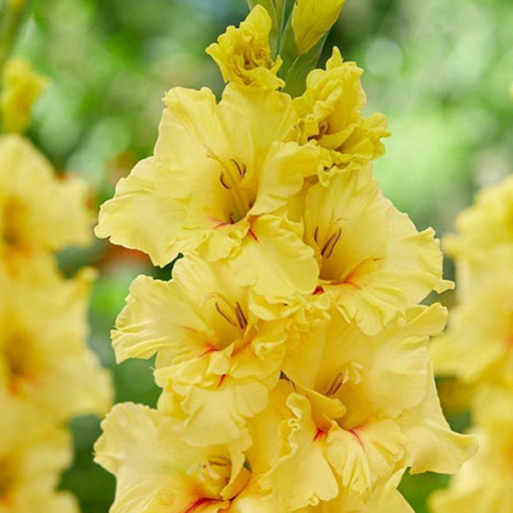 Gladiolus- Yellow Age