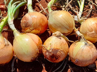 Gabriella – Organic Onion Seed