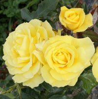 Rose- Friesia