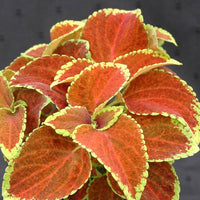 Heirloom Orange Green Coleus Flower Seeds for Planting – Non-GMO, Colorful Ornamental Foliage Variety