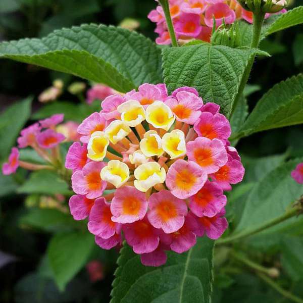 Heirloom Non-GMO Green Lantana Plant Seeds for Butterfly-Friendly Garden Planting