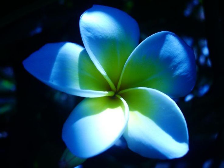 Sky Blue Frangipani Flower Seeds – Heirloom Non-GMO Plumeria Seeds for Unique Tropical Gardens