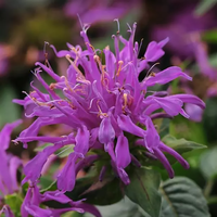 Heirloom Non-GMO Violet Monarda Flower Seeds for Bee-Friendly Cottage Garden Planting