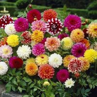 Dahlia Double Mix Rainbow Seeds