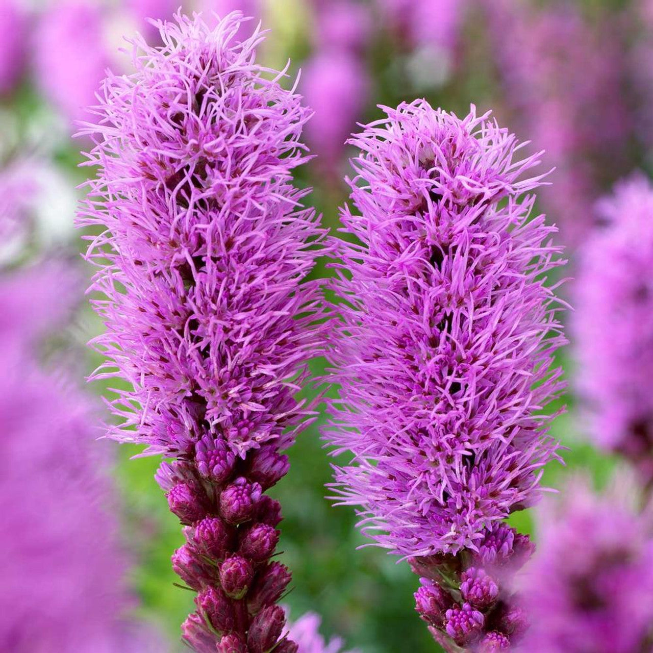 Dense Blazing Star