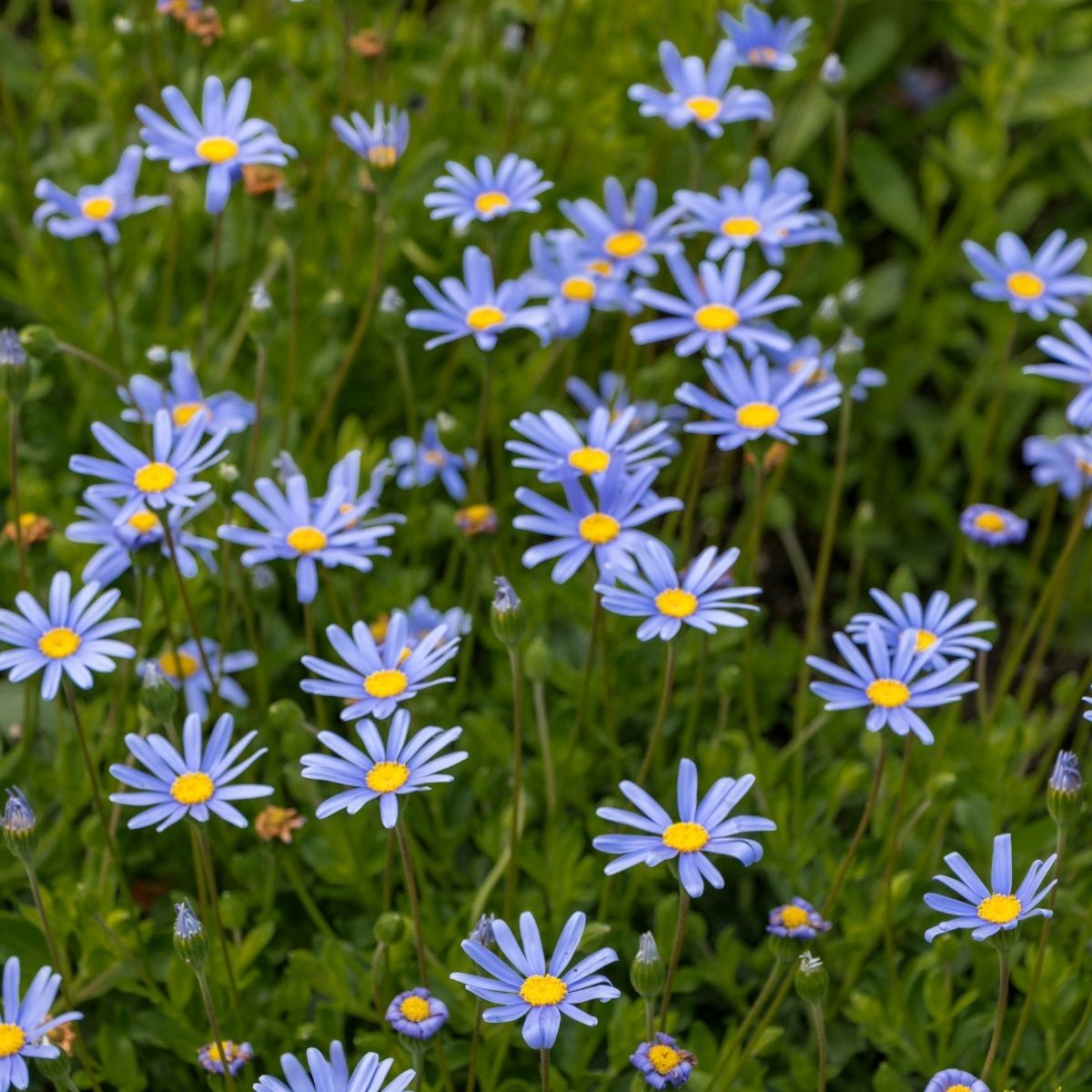 Felicia- Little Sapphire (seedling)