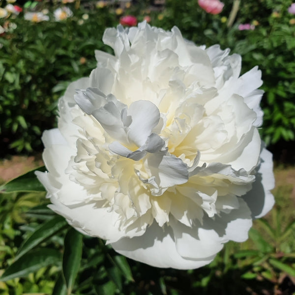 Princess Bride Peony