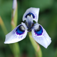 Peacock Iris
