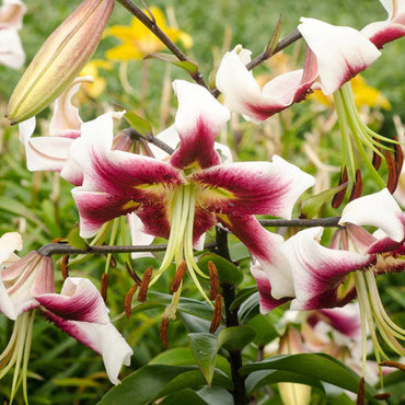 Oriental Trumpet Lily- Leslie Woodriff