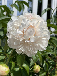 Solange Peony