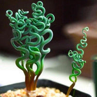 Heirloom Non-GMO Tortilis Spiral Plant Seeds for Unique Ornamental Garden Planting