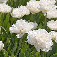 Mount Tacoma Tulip Seeds