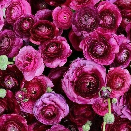 Ranunculus- Elegance Viola 06