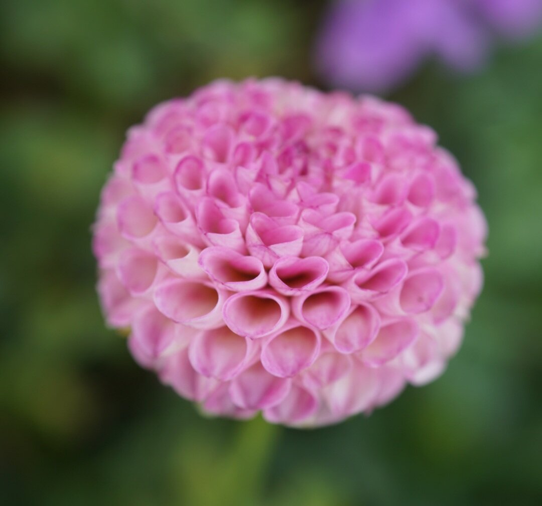 Dahlia- A1 Pom (Tuber)