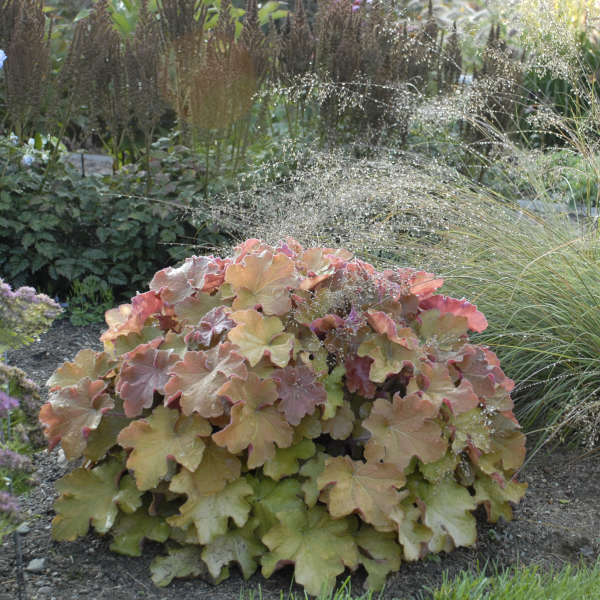 Mega Caramel Heuchera