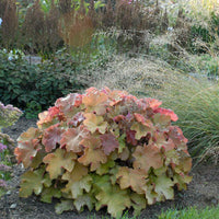 Mega Caramel Heuchera
