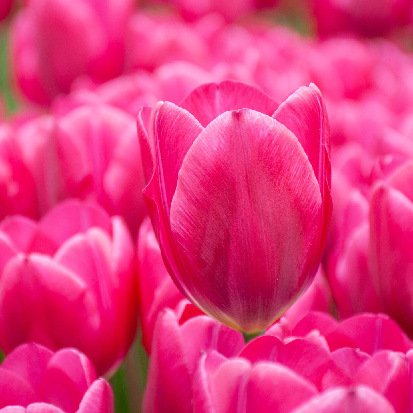 Pink Ardour Tulip Seeds