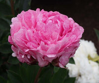 Pietertje Vriend Wagenaar Peony