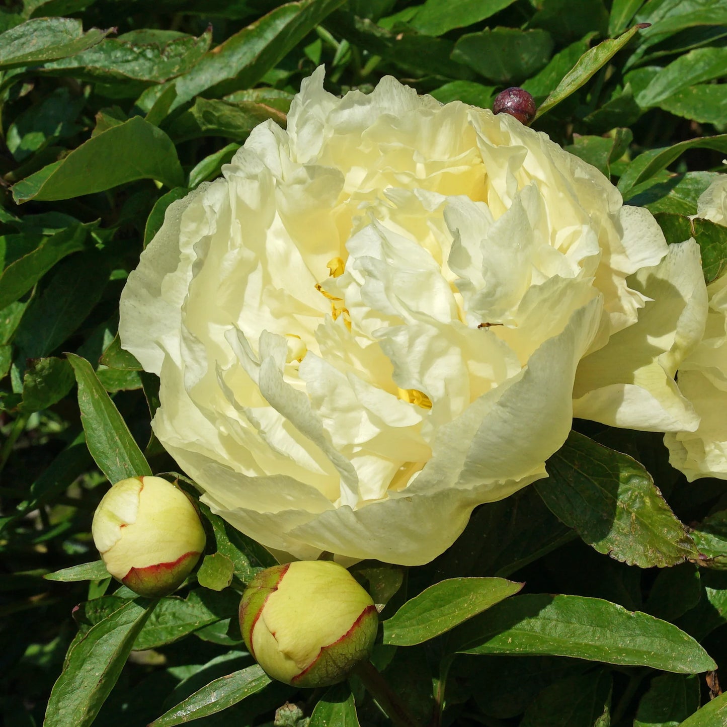 Sunny Girl Peony
