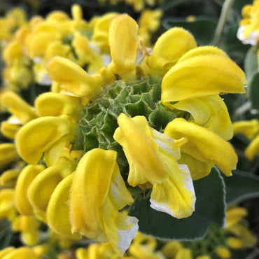 Heirloom Non-GMO Yellow Jerusalem Sage Flower Seeds for Garden Planting
