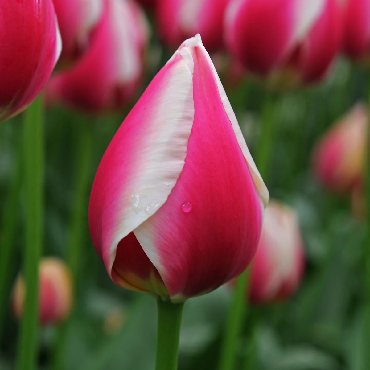Russian Princess Tulip Seeds