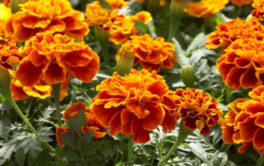 French Marigold Patula Tagetes Flower Garden Plant Seed