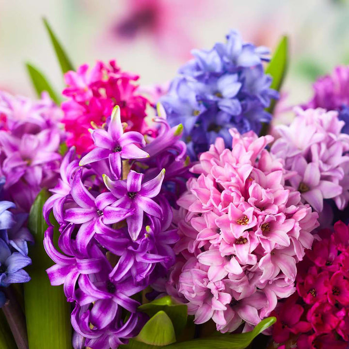 Multi-Colour Hyacinthus Orientalis Seeds for Planting - NON GMO Seeds