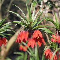 Fritillaria Flower Seeds – Heirloom, Non-GMO, Unique Bell-Shaped Blooms for Garden Planting