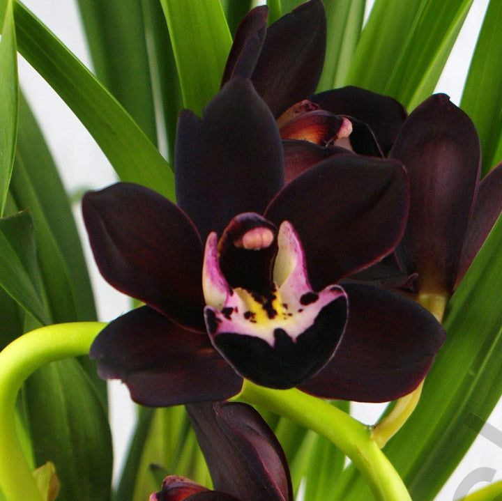Heirloom Non-GMO Black Cymbidium Faberi Flower Seeds for Exotic Garden and Indoor Planting