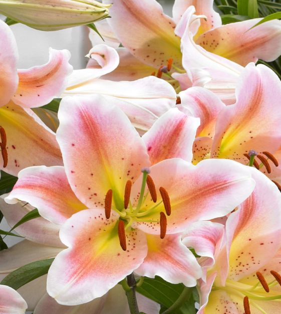 Salmon Party Oriental Carpet Border Lily Seeds