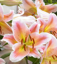 Salmon Party Oriental Carpet Border Lily Seeds