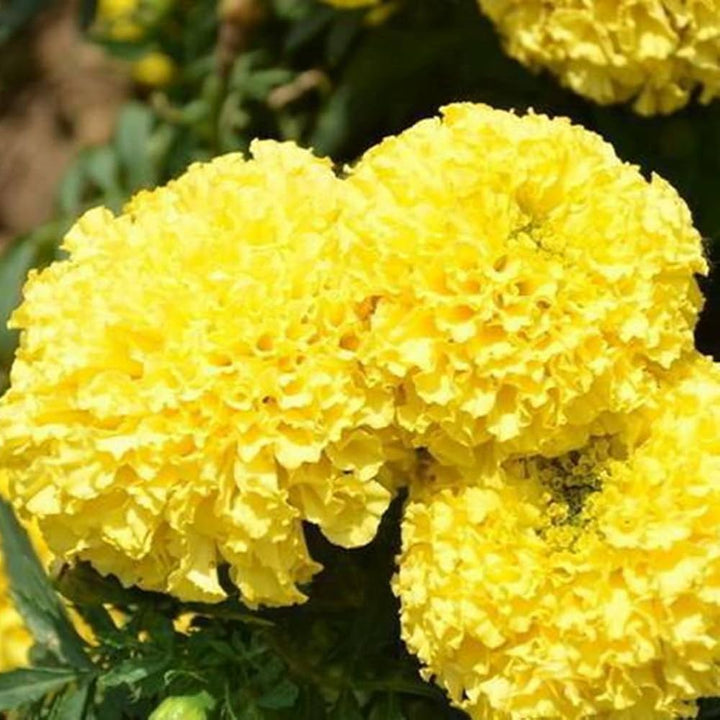 Mexican Marigold Flower Seeds – Heirloom, Non-GMO, Vibrant Blooms for Garden Planting