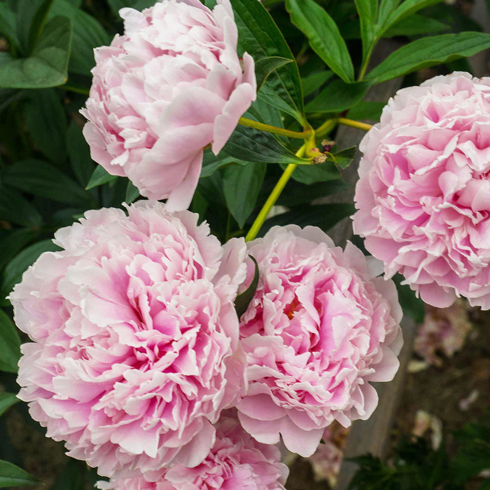 Sarah Bernhardt Peony