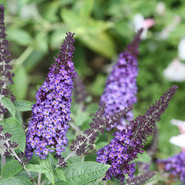 Blue Butterfly Bush Buddleia Davidii Seeds for Planting – Attract Pollinators, Non-GMO