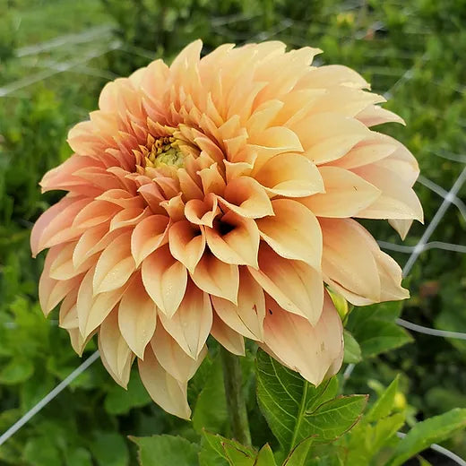 Dahlia- Bracken Palomino (Tuber)