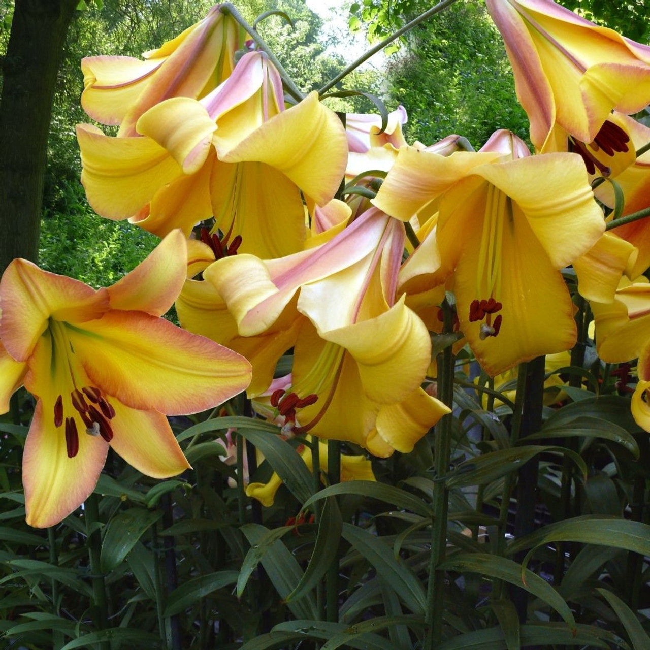 Oriental Trumpet Lily- Rising Moon