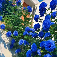 Light Blue Climbing Rose Seeds