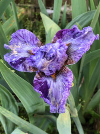 Elainealope Reblooming Bearded Iris