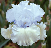 Chinook Winds Bearded Iris