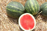 Gentility – Watermelon Seed